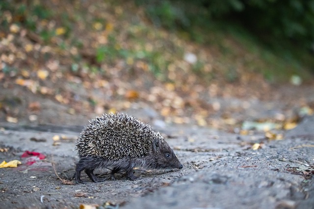 有可能呈现 有可能呈现